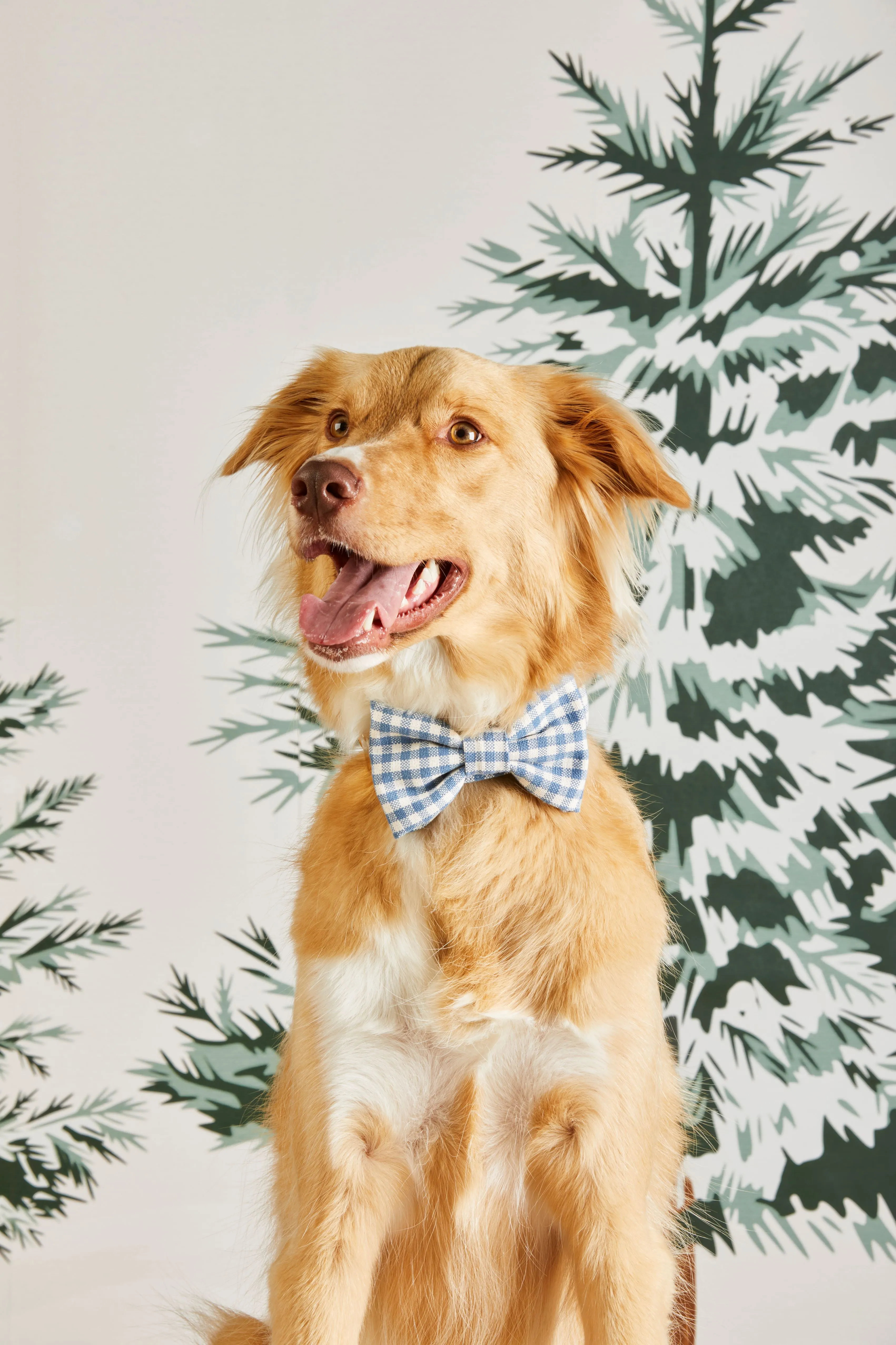 DJ x TFD Bow Tie in Blue Gingham